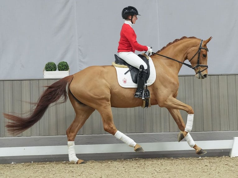 Oldenburg Mare 5 years Chestnut-Red in Münster-Handorf