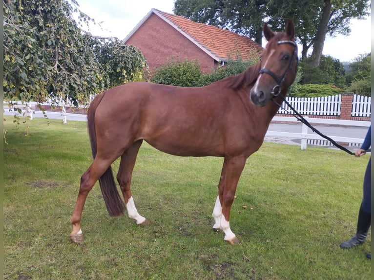 Oldenburg Mare 6 years 15,2 hh Chestnut-Red in Bad Laer