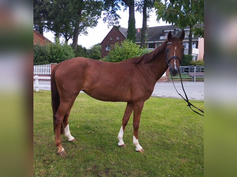Oldenburg Mare 6 years 15,2 hh Chestnut-Red in Bad Laer