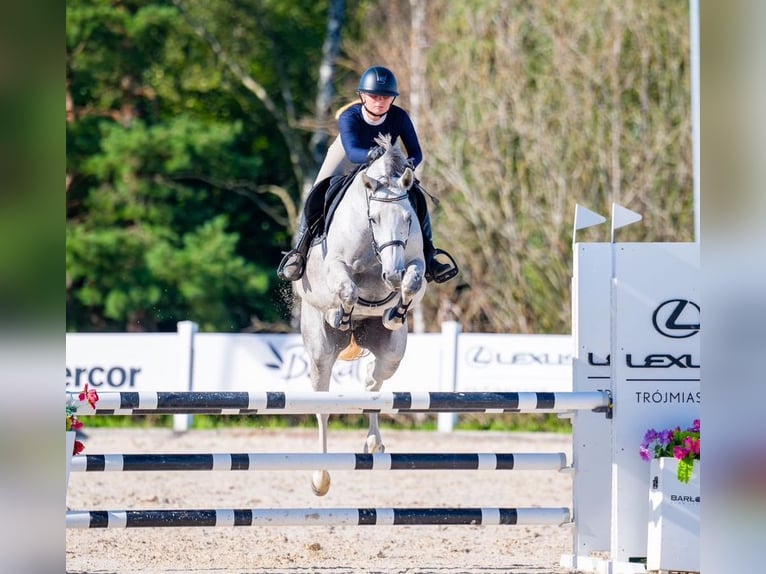 Oldenburg Mare 6 years 15,2 hh Gray in Wysin