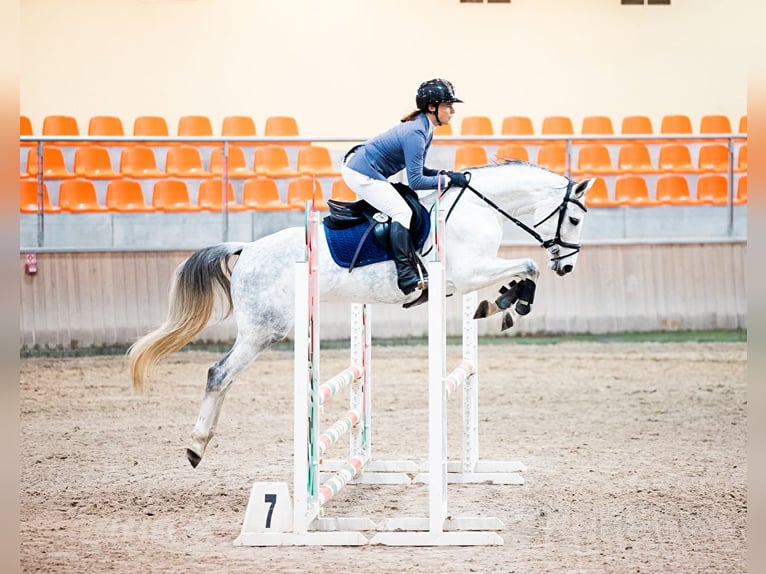 Oldenburg Mare 6 years 15,2 hh Gray in Wysin