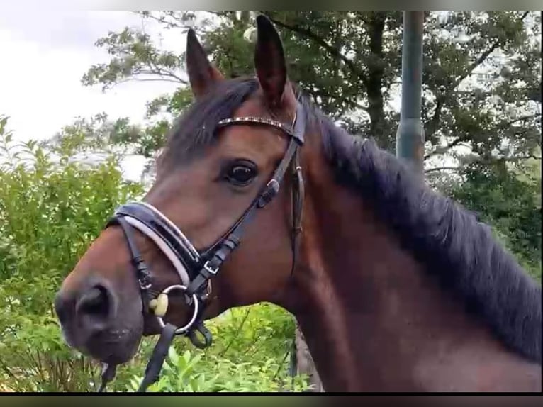 Oldenburg Mare 6 years 15,3 hh Bay-Dark in Emmendingen