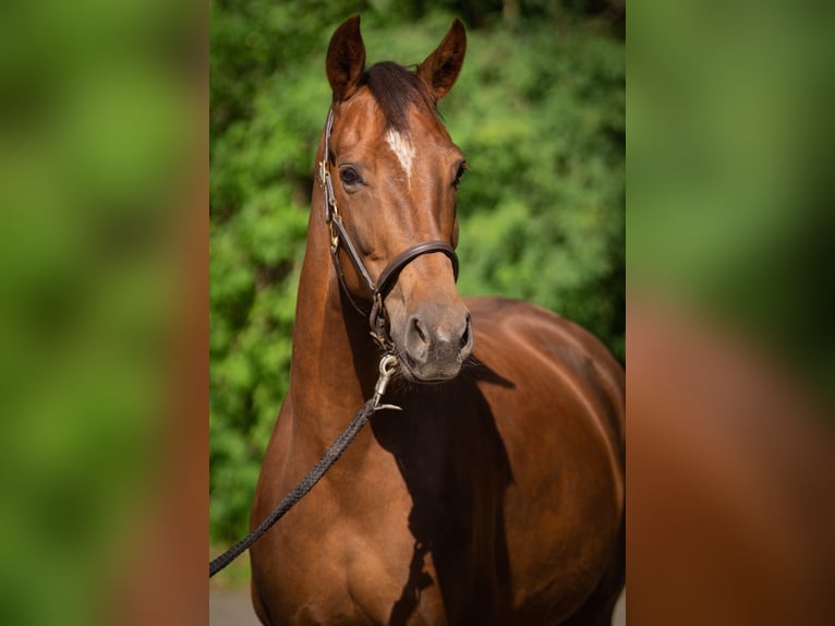 Oldenburg Mare 6 years 15.3 hh Chestnut in Belm