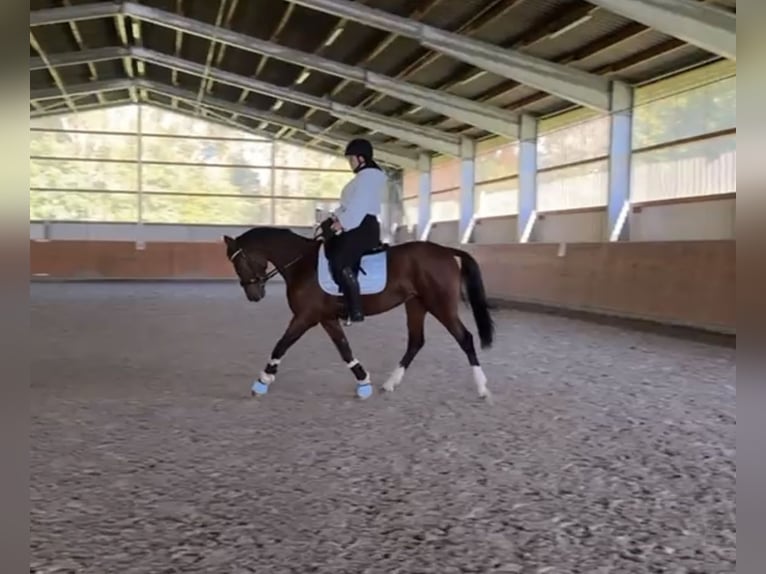 Oldenburg Mare 6 years 15,1 hh Brown in Wilhelmshaven