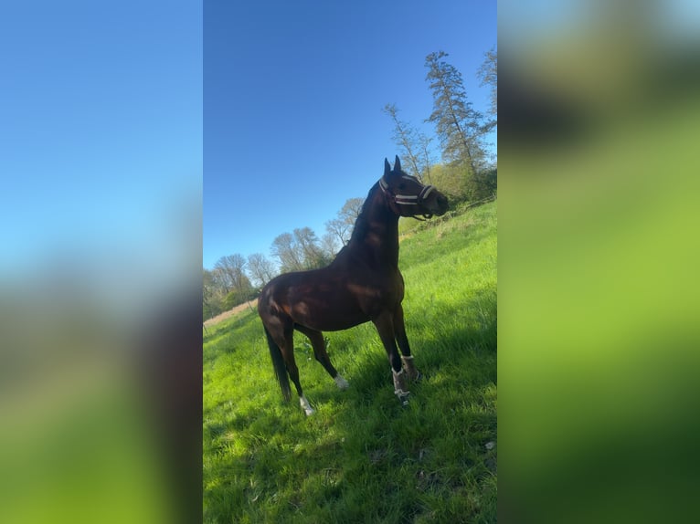 Oldenburg Mare 6 years 15,1 hh Brown in Wilhelmshaven