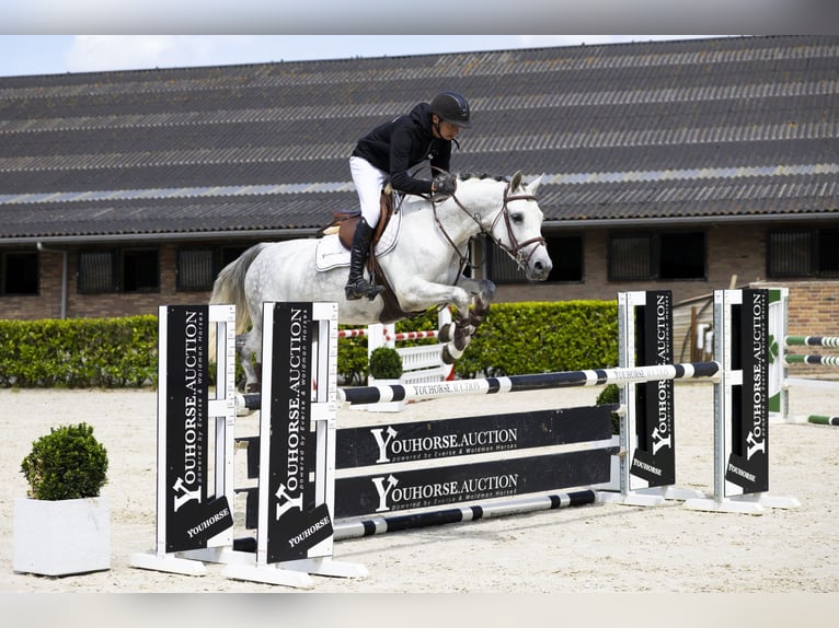 Oldenburg Mare 6 years 15,2 hh Grey in Waddinxveen