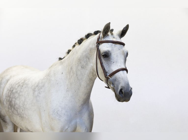 Oldenburg Mare 6 years 15,2 hh Grey in Waddinxveen