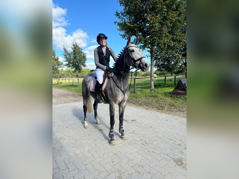 Oldenburg Mare 6 years 15,3 hh Gray in Marne