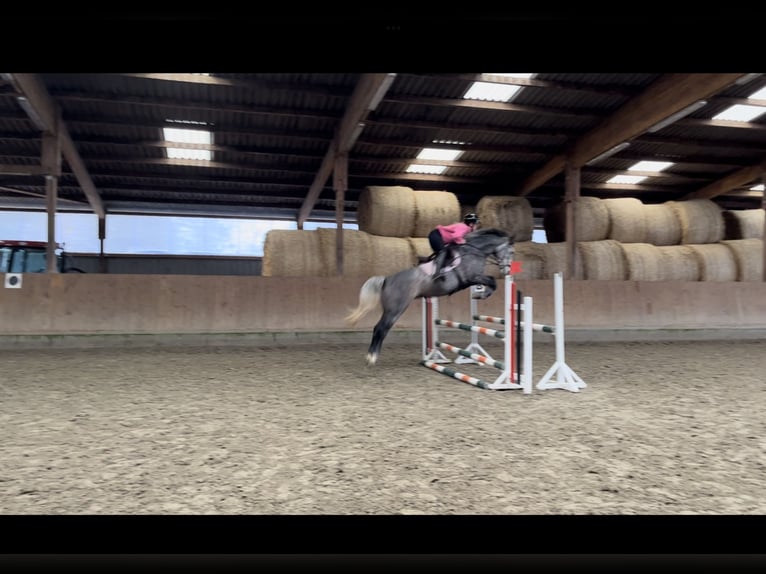 Oldenburg Mare 6 years 15,3 hh Gray in Marne
