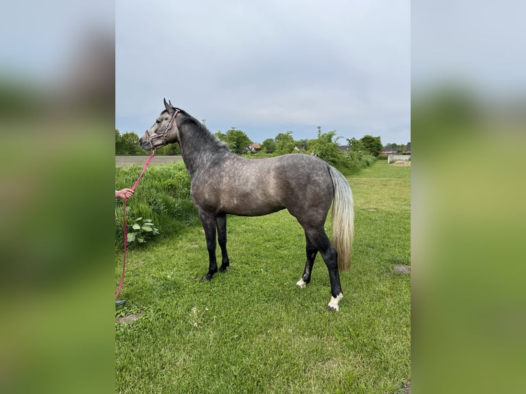 Oldenburg Mare 6 years 15,3 hh Gray in Marne