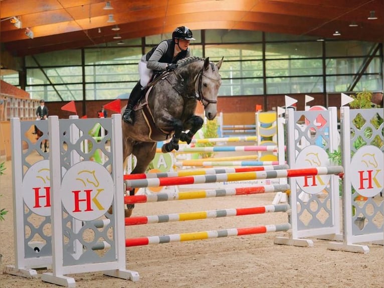 Oldenburg Mare 6 years 15,3 hh Gray in Marne