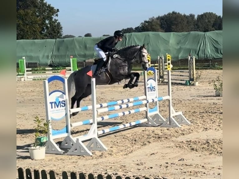 Oldenburg Mare 6 years 15,3 hh Gray in Marne