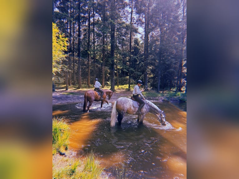 Oldenburg Mare 6 years 15,3 hh Gray in Marne