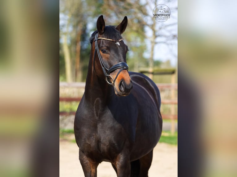 Oldenburg Mare 6 years 16.1 hh Bay-Dark in Blunk