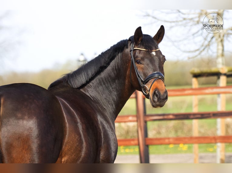 Oldenburg Mare 6 years 16.1 hh Bay-Dark in Blunk