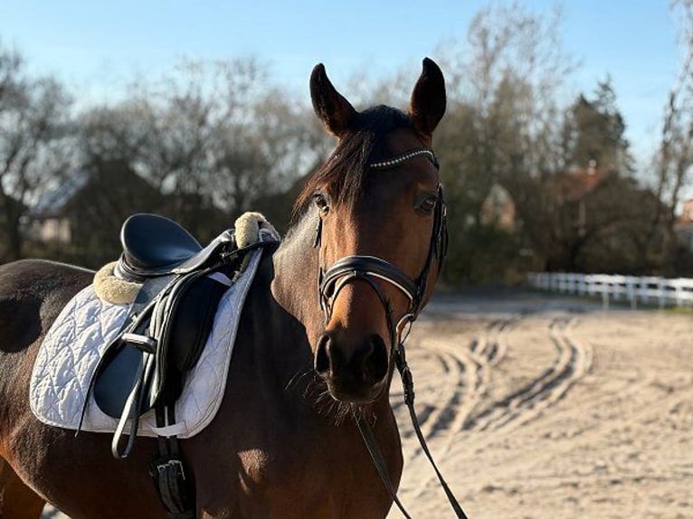 Oldenburg Mare 6 years 16.1 hh Bay-Dark in Verden (Aller)