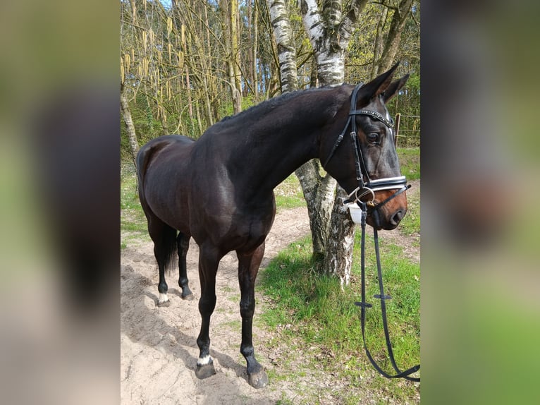Oldenburg Mare 6 years 16.1 hh Bay-Dark in Barenburg