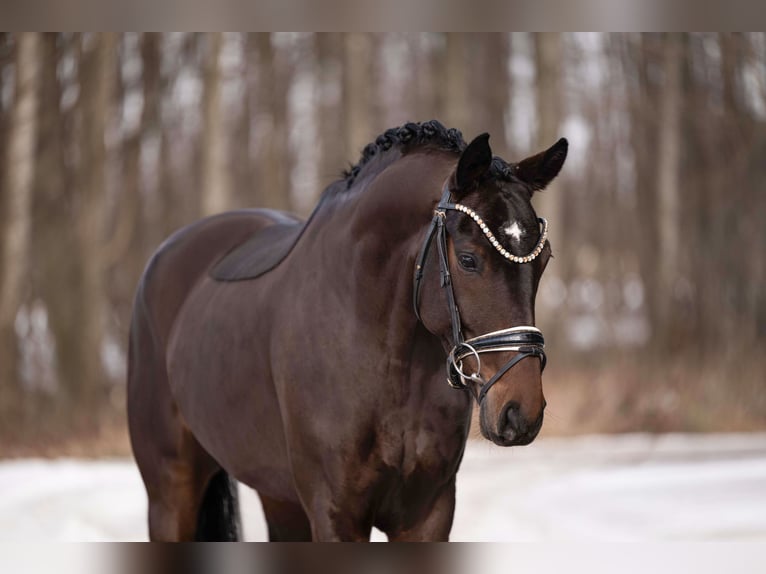 Oldenburg Mare 6 years 16.1 hh Bay-Dark in Wehringen