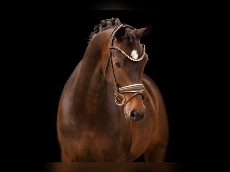 Oldenburg Mare 6 years 16.1 hh Bay-Dark in Wehringen