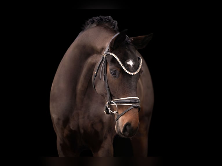 Oldenburg Mare 6 years 16.1 hh Bay-Dark in Wehringen