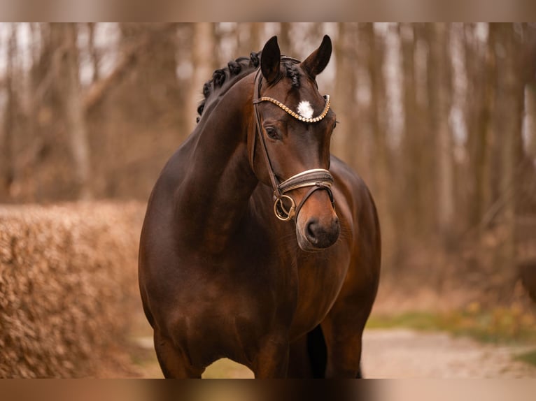 Oldenburg Mare 6 years 16.1 hh Bay-Dark in Wehringen