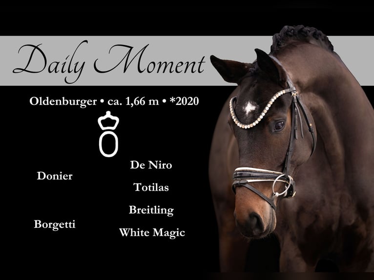 Oldenburg Mare 6 years 16.1 hh Bay-Dark in Wehringen