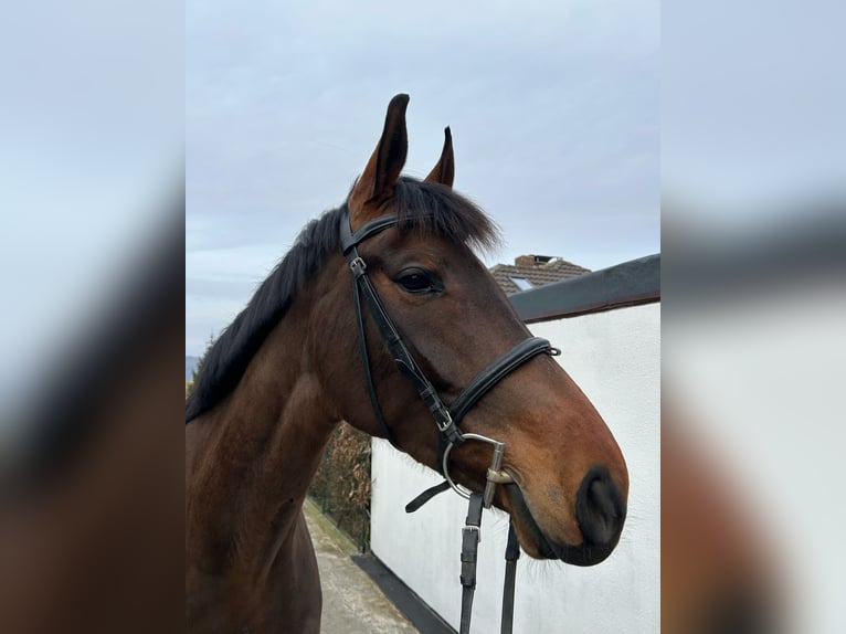 Oldenburg Mare 6 years 16,1 hh Bay-Dark in Einbeck