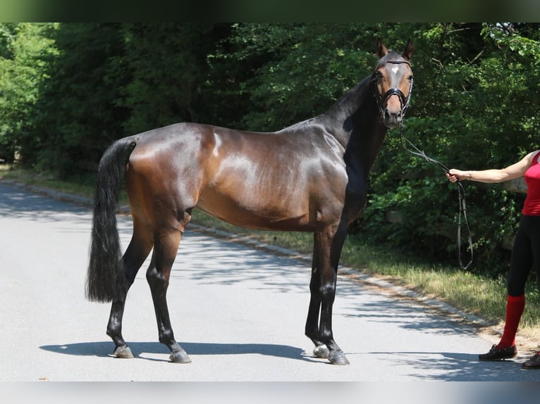 Oldenburg Mare 6 years 16,1 hh Bay-Dark in Sprockhövel