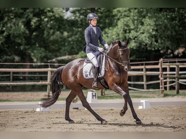 Oldenburg Mare 6 years 16,1 hh Black in Wardenburg