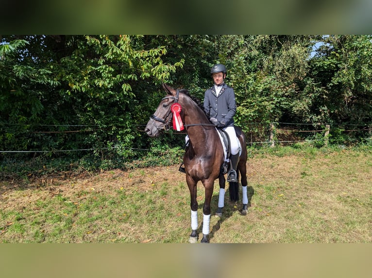 Oldenburg Mare 6 years 16,1 hh Black in Wardenburg