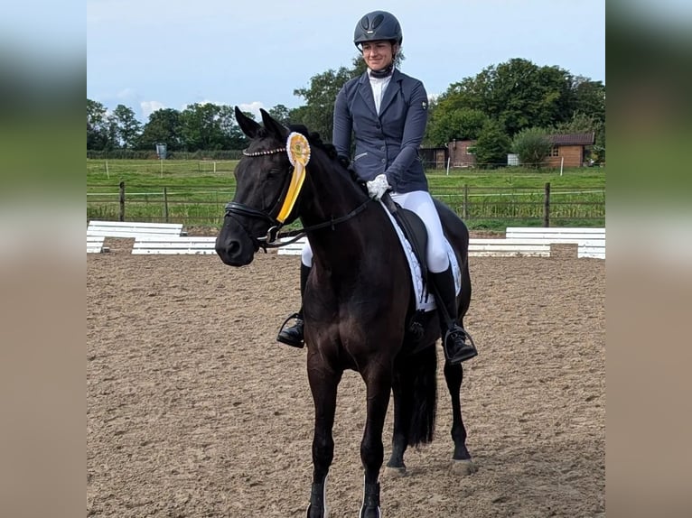 Oldenburg Mare 6 years 16,1 hh Black in Wardenburg