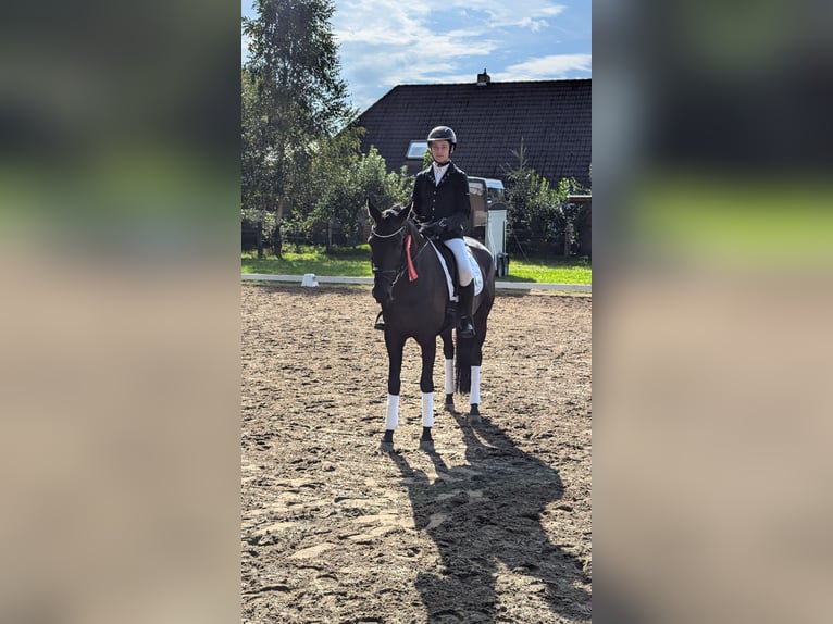 Oldenburg Mare 6 years 16,1 hh Black in Wardenburg