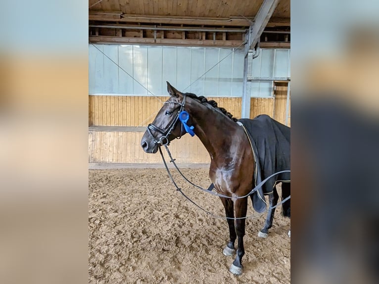 Oldenburg Mare 6 years 16,1 hh Black in Wardenburg