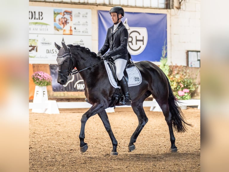 Oldenburg Mare 6 years 16,1 hh Black in Wardenburg