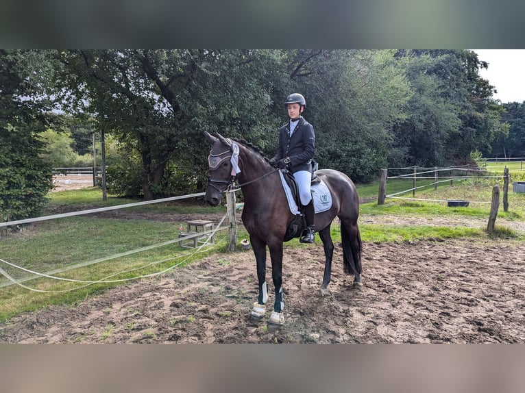 Oldenburg Mare 6 years 16,1 hh Black in Wardenburg