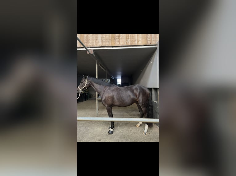 Oldenburg Mare 6 years 16.1 hh Black in Overath