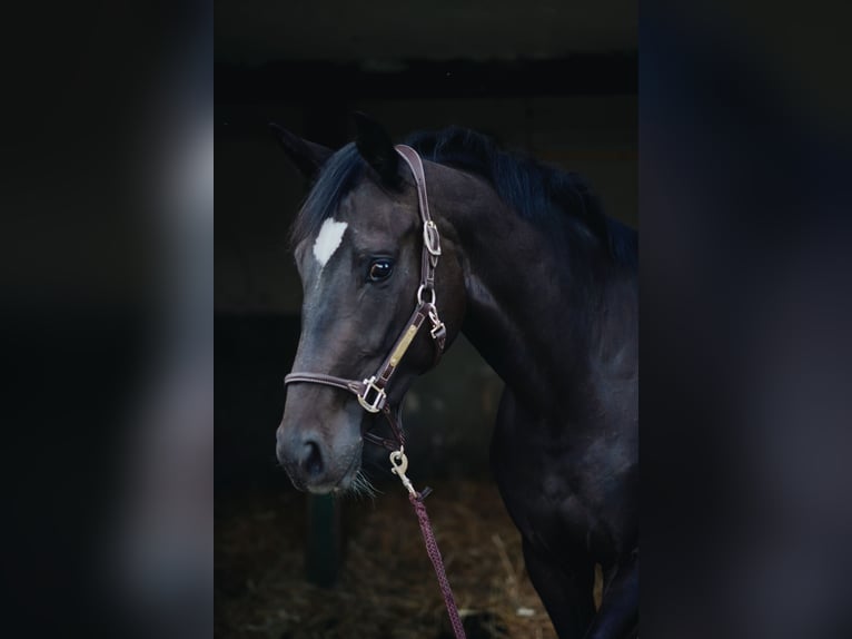Oldenburg Mare 6 years 16.1 hh Black in Overath