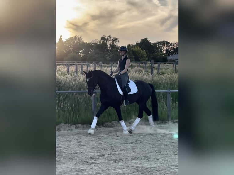 Oldenburg Mare 6 years 16.1 hh Black in Overath