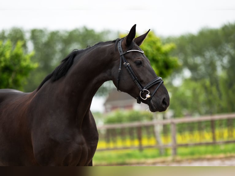 Oldenburg Mare 6 years 16.1 hh Black in Nieuw-Vennep