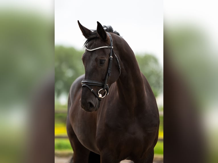 Oldenburg Mare 6 years 16.1 hh Black in Nieuw-Vennep