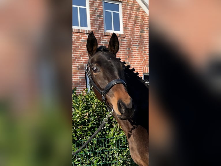 Oldenburg Mare 6 years 16,1 hh Brown in Molbergen