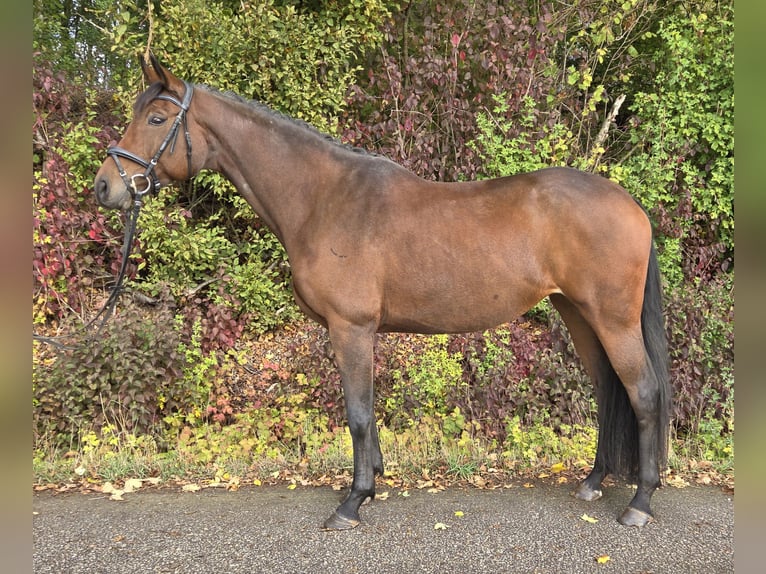 Oldenburg Mare 6 years 16.1 hh Brown in Womrath