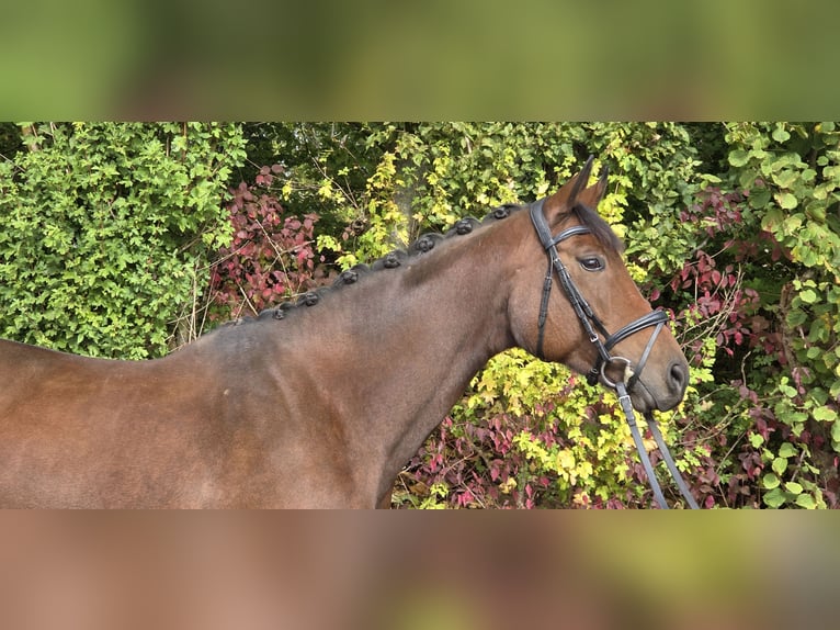 Oldenburg Mare 6 years 16.1 hh Brown in Womrath