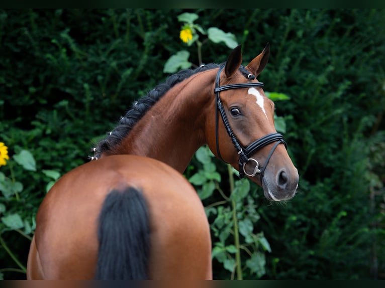 Oldenburg Mare 6 years 16,1 hh Brown in Damme