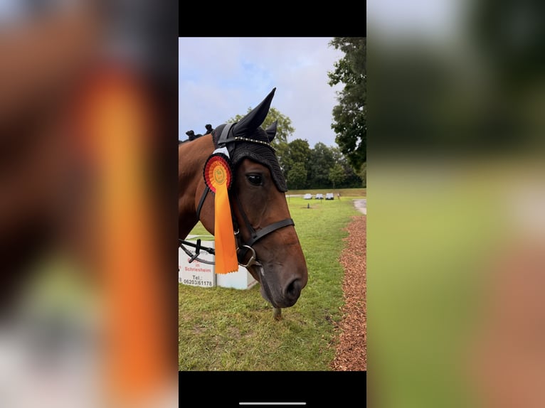 Oldenburg Mare 6 years 16,1 hh Brown in Berglen