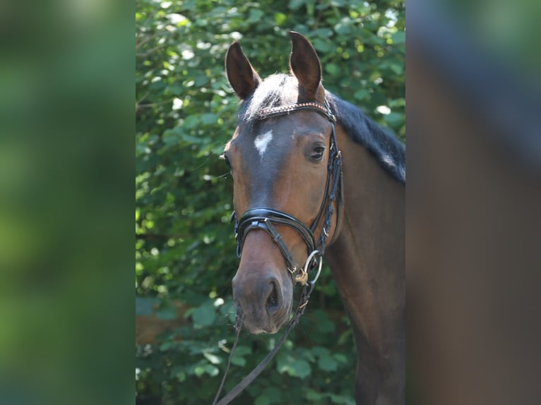 Oldenburg Mare 6 years 16,1 hh Brown in Sprockhövel