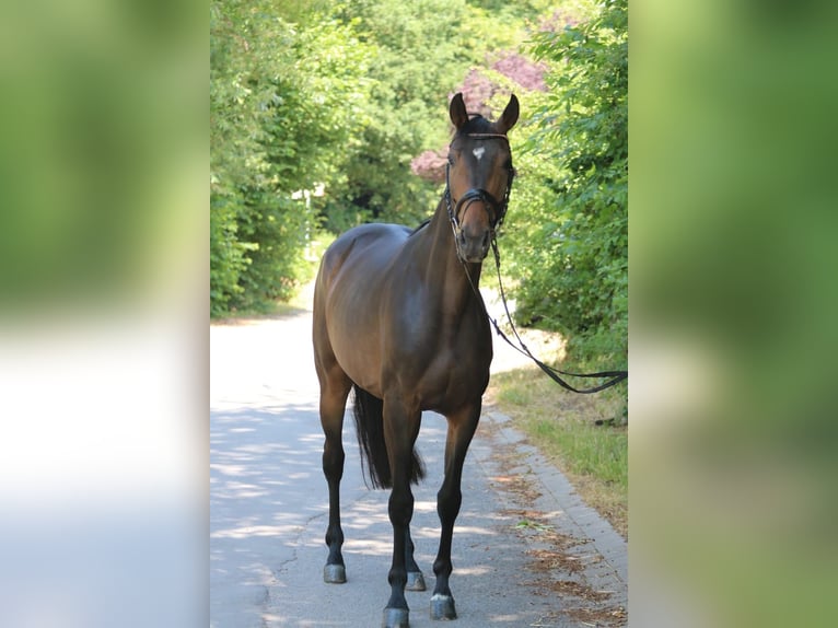 Oldenburg Mare 6 years 16,1 hh Brown in Sprockhövel