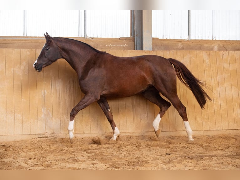 Oldenburg Mare 6 years 16.1 hh Chestnut in Blaubeuren