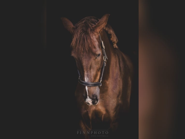 Oldenburg Mare 6 years 16,1 hh Chestnut in Rheinberg