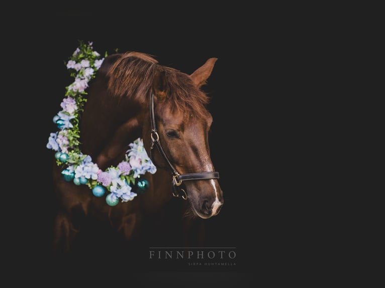 Oldenburg Mare 6 years 16,1 hh Chestnut in Rheinberg